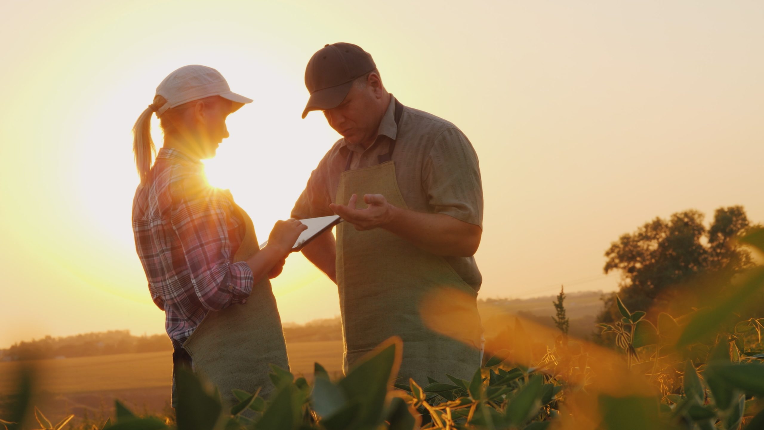 Farmers man and woman communicate in the field at sunset. Use a tablet